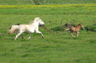Hestunum hljóp kapp í kinn við hlaupið / The horses got inspired to run