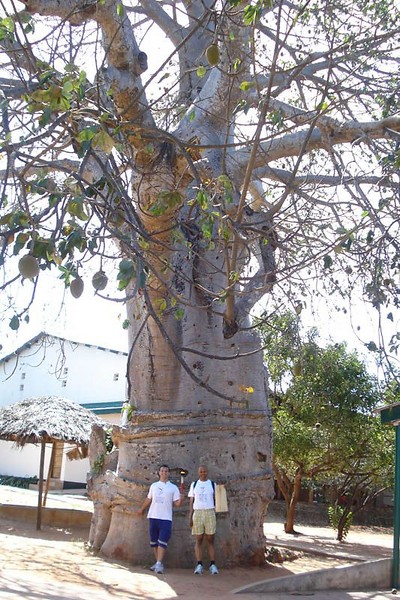 With one of the wonderful Umbuyu (Baobab) trees in the grounds of the Haven Of Peace Academy.