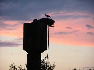 I7573_nest of stork