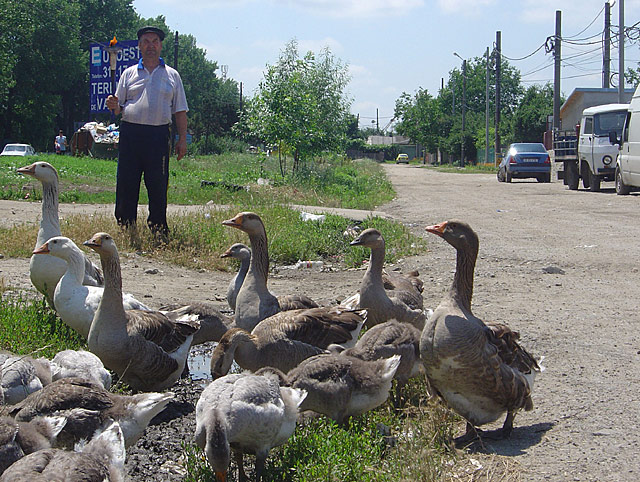 Geese