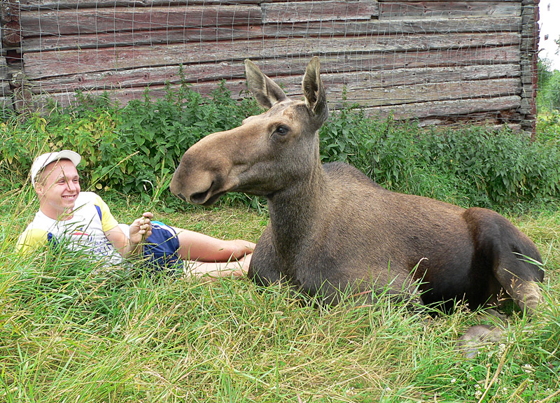 Moose Garden in Orrviken